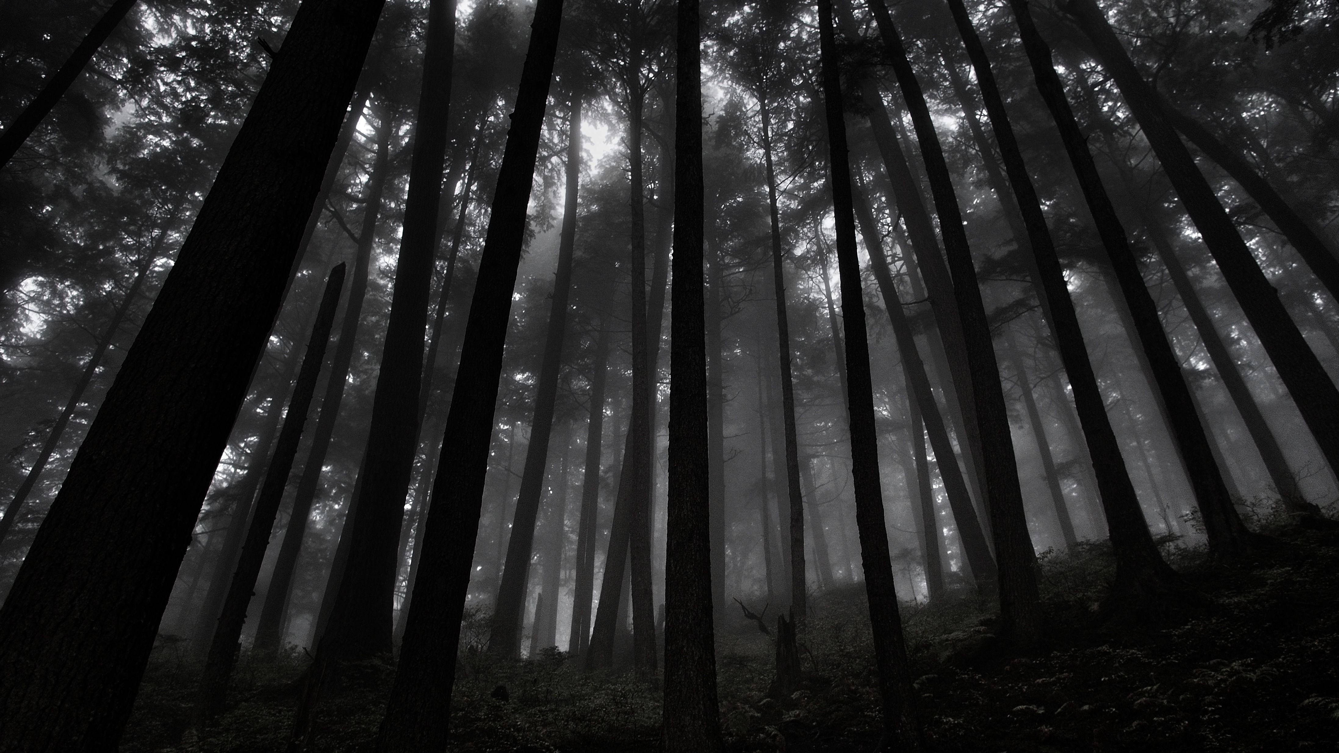Dark Forest